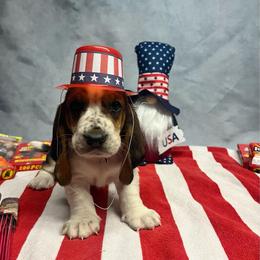 Pink Collar Little Girl - Black brown and white female Basset Hound puppy in Hurtsboro, Alabama from PARK’s Family Farm