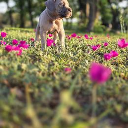 Cane Corso Puppies from HOUSE OF HALL CANE CORSOS