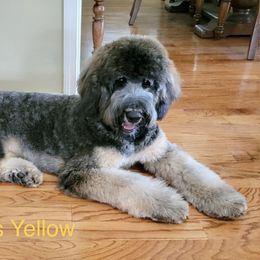 Bernedoodle Puppies from Doodles of Tampa Bay