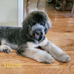 Bernedoodle Puppies from Doodles of Tampa Bay
