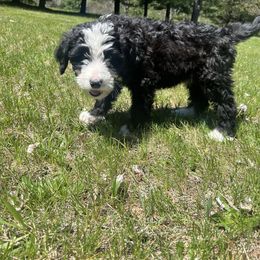Blue Boy - Bernedoodle puppy in Wexford County, Michigan from Blissful Bernedoodles