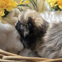 Pomsky Puppies from Amazing High Desert Pomskys