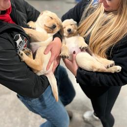 Labrador Retriever Puppies from Krys Ruth