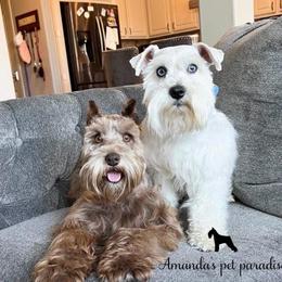 Preston - Miniature Schnauzer
