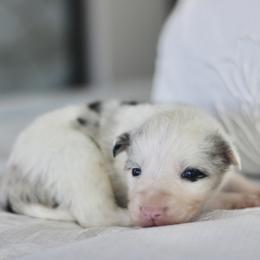 Tucker - Blue merle male Border Collie puppy in Hesperus, Colorado from I&A Border Collies