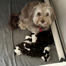 Havanese Puppies from Heavenly Havanese of Florida