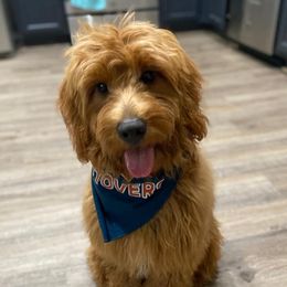 Milo - Goldendoodle