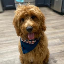 Milo - Goldendoodle