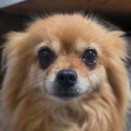 Rumba - Red sable female Pomeranian puppy in Fort Worth, Texas from Picture Perfect Poms