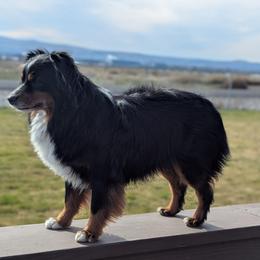 Eros - Toy Australian Shepherd