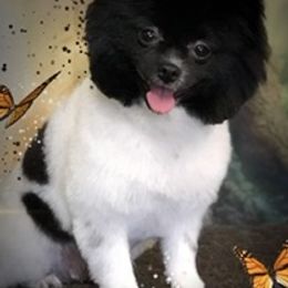 Pomeranians from DEVINEpoms