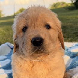 Team Canada - Red Collar - Golden male Golden Retriever puppy in Meriden, Kansas from Sunkissed Retrievers