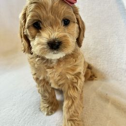 Annabeth - Golden female Cockapoo puppy in Adrian, Oregon from ApplebyFarm