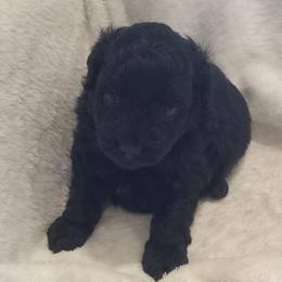 Izzy - Black female Poodle puppy in Milford, Indiana from Olde Heritage K-9