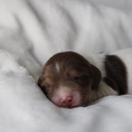 Morgan - Chocolate and tan male Dachshund puppy in Lebanon, Tennessee from Thomas Dachshunds