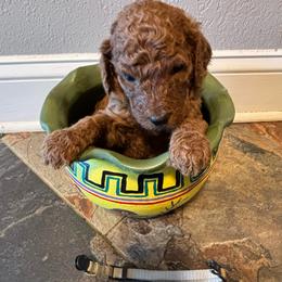 Grey Collar - Red  male Poodle puppy in Henagar, Alabama from Windy Oak Kennels