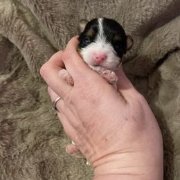 Parti - Parti male Yorkshire Terrier puppy in Yukon, Oklahoma from Tiffs Yorkie babies