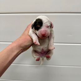 Harry - Black and white male Aussiedoodle puppy in Heber City, Utah from Junipersdoodles