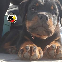 Rottweiler Puppies from Harris Hill Rottweilers