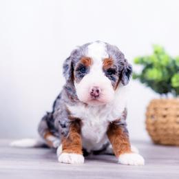 Girl 2 - female Bernedoodle puppy in Arthur, Illinois from Central Illinois Bernedoodles