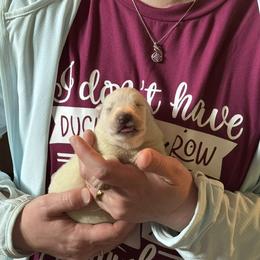 Groot - White male German Shepherd puppy in Perkasie, Pennsylvania from Twila Ruth Herot