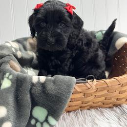 Girl 2 - Black female Australian Labradoodle puppy in Avon, Indiana from Forever Friends Labradoodles