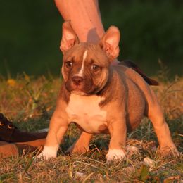 Penndragon - Red sable female American Bully puppy in Orlinda, Tennessee from SimplyBullies