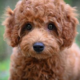 Bernedoodle, Cavapoo, Cockapoo, Double Doodle, and Poodle Puppies from Heavenly Puppies to Love