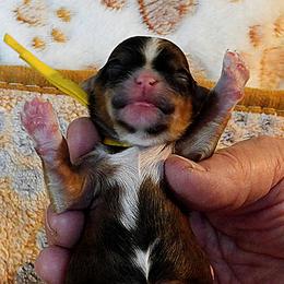 Patriot - Red sable male Havanese puppy in Salt Lake City, Utah from Steal Your Heart Havanese