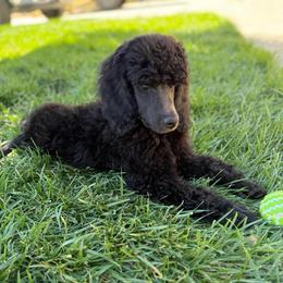 Silver Fox - Black male Poodle puppy in Hesperia, California from Whitesock Standard Poodles