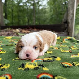 Girl 1 - Blenheim female Cavalier King Charles Spaniel puppy in Comer, Georgia from Stratton Spaniels