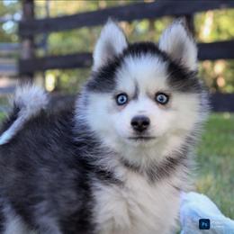 Forest-ready now - Black and white male Pomsky puppy in Bremen, Indiana from AMS Pomeranians and Pomskies in Indiana