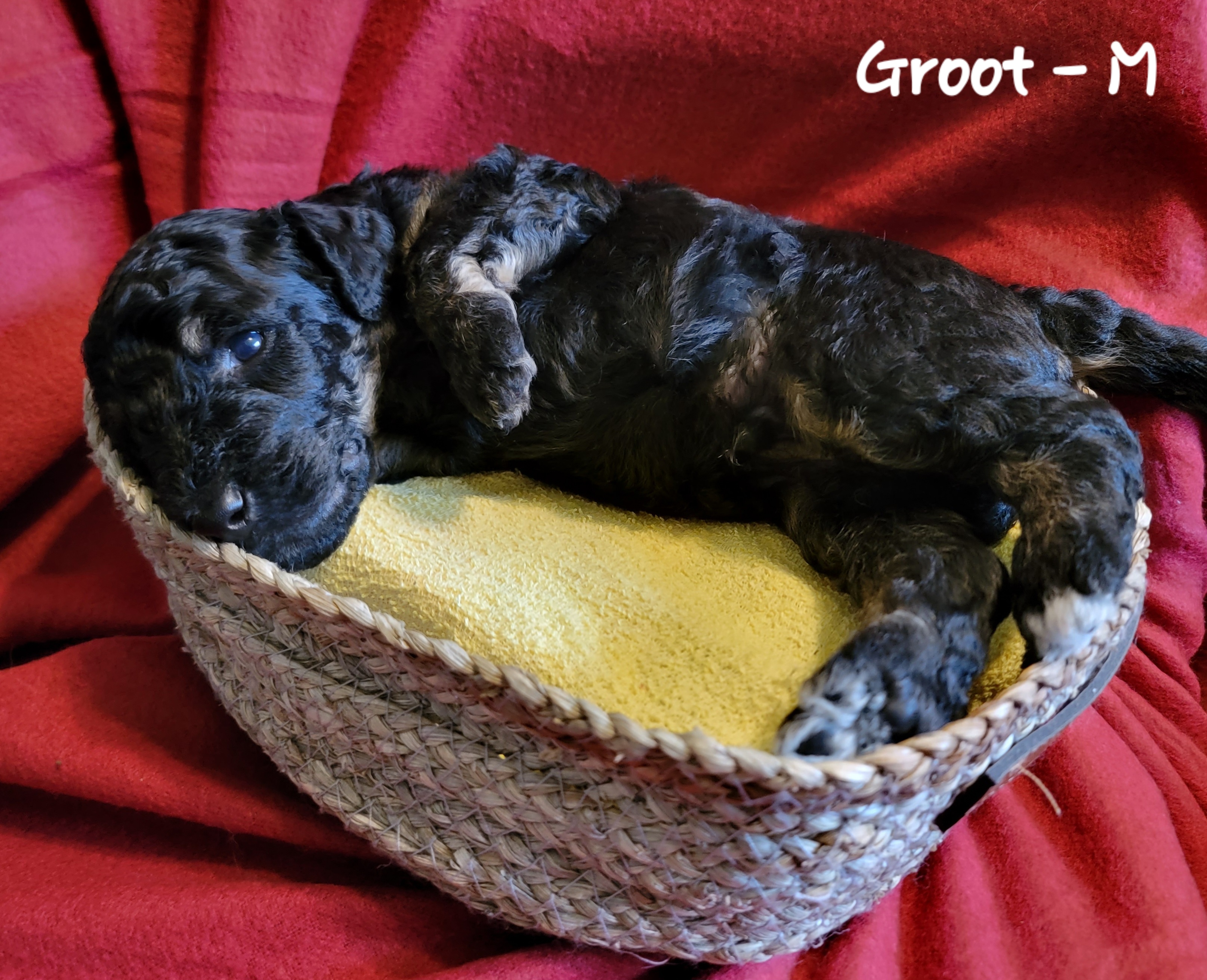 Groot - Phantom Bernedoodle puppy in Columbiana, Ohio from Painted Doodles and Poodles LLC