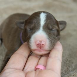 Purple Collar - Red female Border Collie puppy in Courtland, Alabama from C Bar C Ranch Border Collies