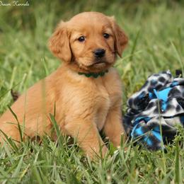 Mitzy Green Boy - Dark golden male Golden Retriever puppy in Idaho Falls, Idaho from Once Upon A Dream Kennels