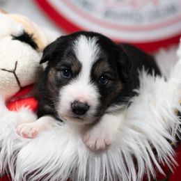 Solstice - Black and white male Border Collie puppy in Conway, Missouri from 2J 2K Border Collies | Maremma Sheepdogs