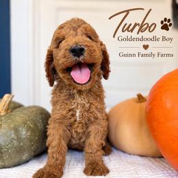 Turbo - male Goldendoodle puppy in Grove, Oklahoma from Guinn Family Farms