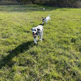 Dalmatian Puppies from Hallmark Dalmatians;