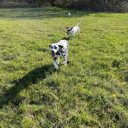 Dalmatian Puppies from Hallmark Dalmatians;