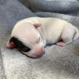 Girl 1 - Tri-color female Jack Russell Terrier puppy in Yakima County, Washington from Saddle Rock Kennels