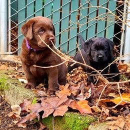 Labrador Retriever Puppies from Westlane Dogs