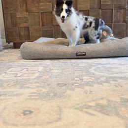 Oliver - White and black male Shetland Sheepdog puppy in Oakley, California from SquiresShelties