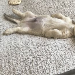 Dachshund Puppies from Longboard Dachshunds