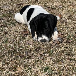 Chesapeake Bay Retriever and German Shorthaired Pointer Puppies from Against the Wind Kennels