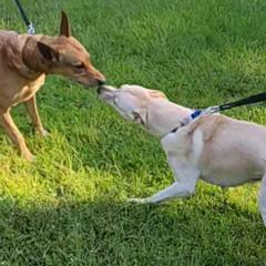Carolina Dogs from Carolina Dogs Of The Forgotten Coast