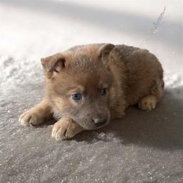 Blue Sable Female 2 - Blue female German Shepherd puppy in Tafton, Pennsylvania from Pocono GSD