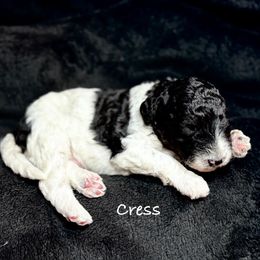 Cress - White and black male Bordoodle puppy in Mancos, Colorado from Mesa View Puppies