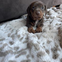 Dachshund Puppies from Vandruff Creek Mini Dachshunds