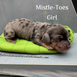 Mistle-Toes - Dapple female Dachshund puppy in Montevallo, Alabama from Mallard's Miniature Dachshunds