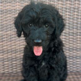 June - Black female Goldendoodle puppy in Cocoa, Florida from The Coastal Homestead
